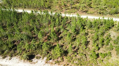 Portulaca Dr, FL 33855 — 14 of 68