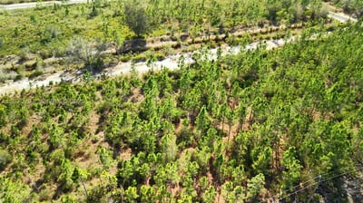 Portulaca Dr, FL 33855 — 20 of 68