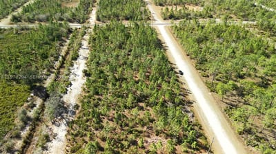 Portulaca Dr, FL 33855 — 53 of 68